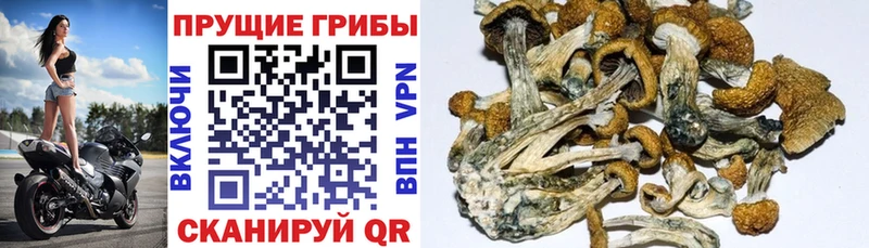 Псилоцибиновые грибы Psilocybine cubensis  ОМГ ОМГ рабочий сайт  Навашино  где можно купить наркотик 